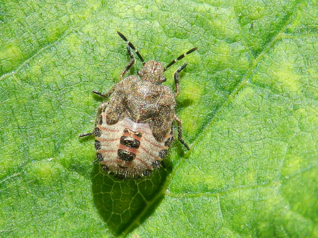 Dolycoris baccarum e ninfa??